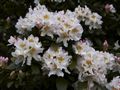 Rhododendron caucasicum-hybr Cuninghams White Różanecznik